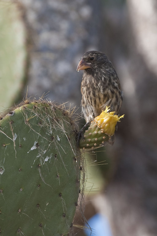 Image of Espanola Cactus Finch