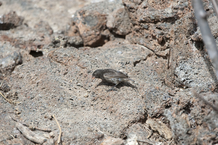 Image of Espanola Cactus Finch