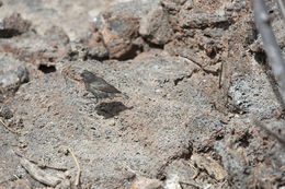 Image of Espanola Cactus Finch