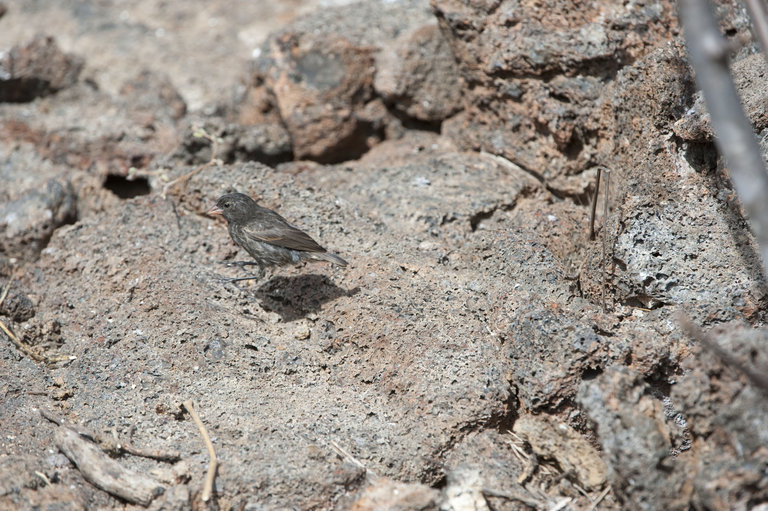 Image of Espanola Cactus Finch