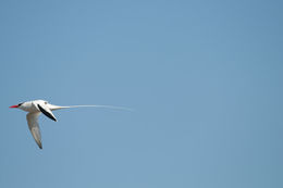 Image of Red-billed Tropicbird