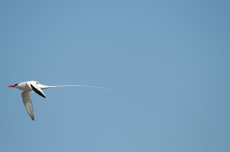 Image of Red-billed Tropicbird