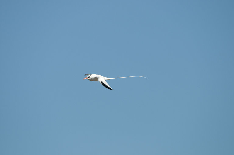 Image of Red-billed Tropicbird