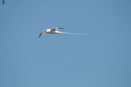 Image of Red-billed Tropicbird