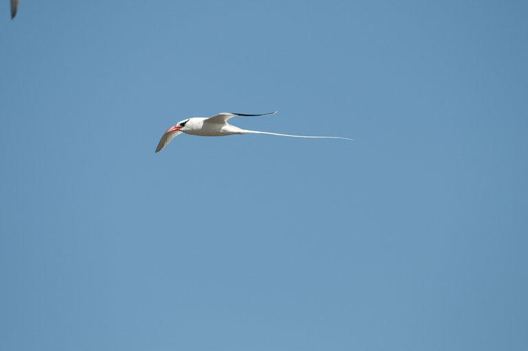 Image de Phaéton à bec rouge