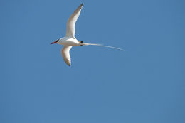 Image de Phaéton à bec rouge