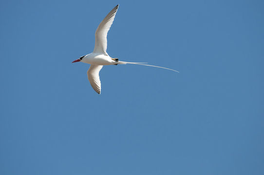 Image of Red-billed Tropicbird