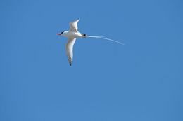 Image of Red-billed Tropicbird