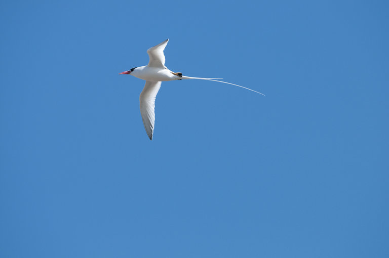 Image de Phaéton à bec rouge