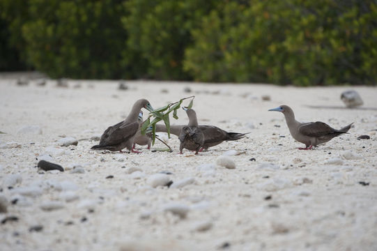 Image of Red-footed Booby