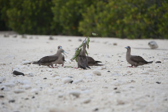 Image of Red-footed Booby