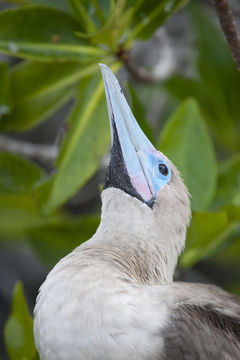 Image of Red-footed Booby