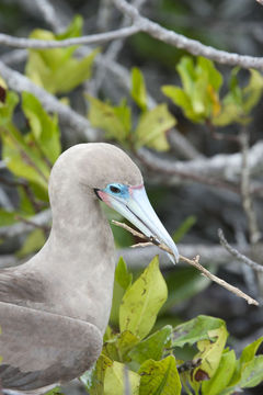 Image of Red-footed Booby