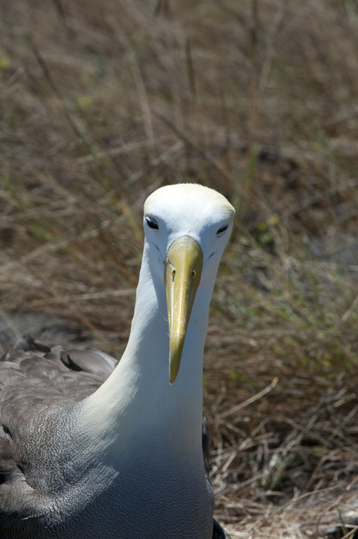 Image of Waved Albatross