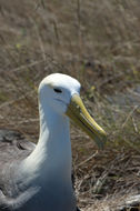 Image of Waved Albatross