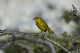 Image of Setophaga petechia aureola (Gould 1839)