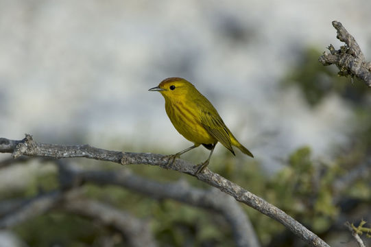 Image de Setophaga petechia aureola (Gould 1839)