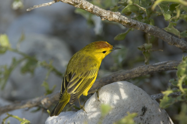 Imagem de Setophaga petechia aureola (Gould 1839)