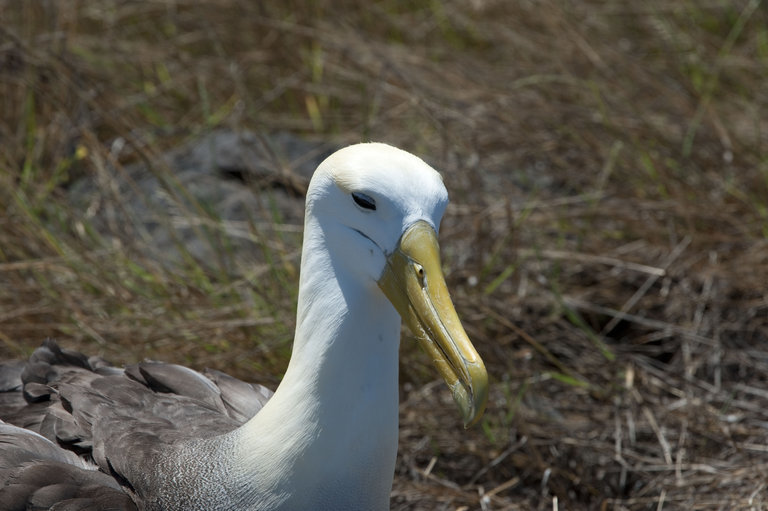 Image of Waved Albatross