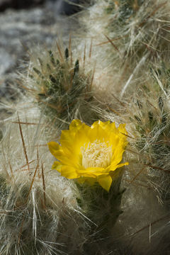 Imagem de Austrocylindropuntia floccosa (Salm-Dyck) F. Ritter