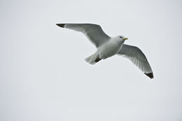 Image of Black-legged Kittiwake