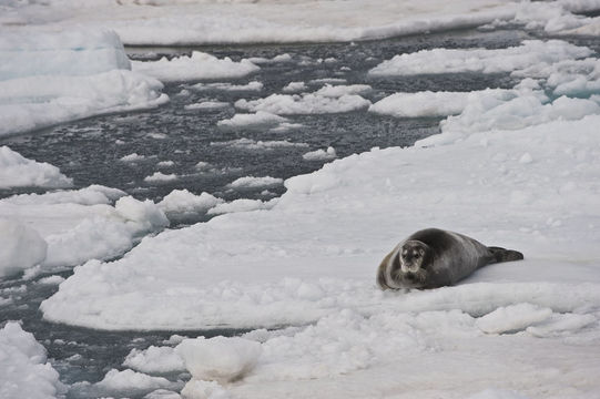 Image of Bearded Seal