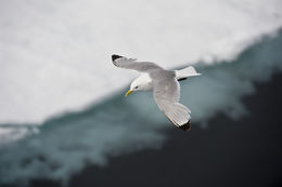 Image of Black-legged Kittiwake