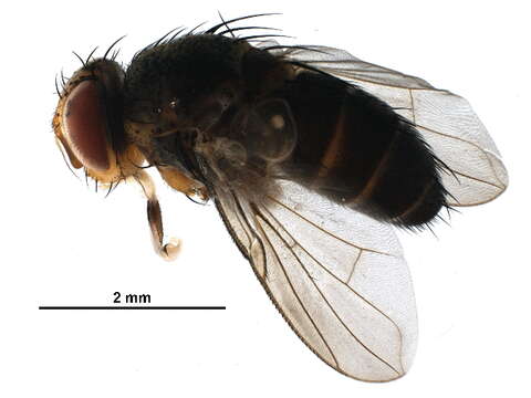 Image of Siphonini