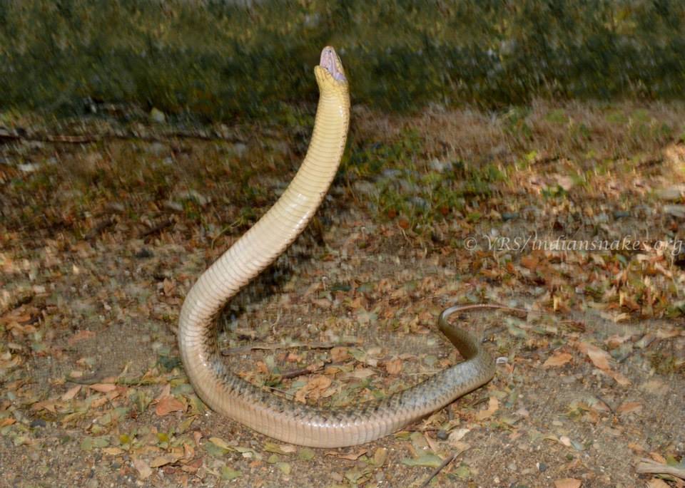 Image of Checkered Keelback Snake