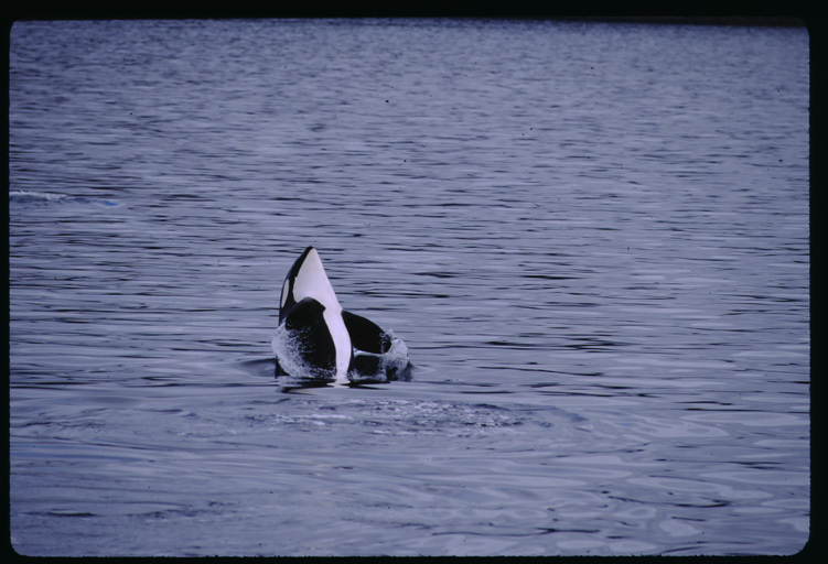 Plancia ëd Orcinus orca (Linnaeus 1758)