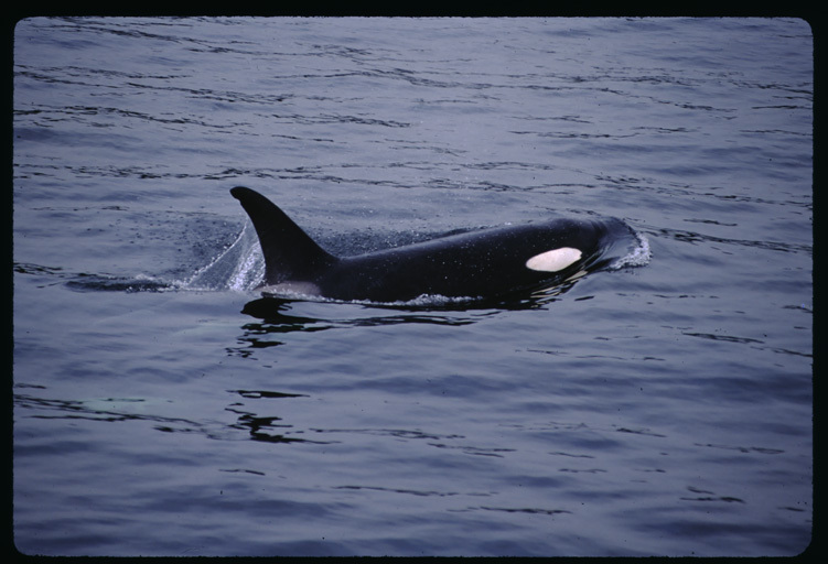 Plancia ëd Orcinus orca (Linnaeus 1758)