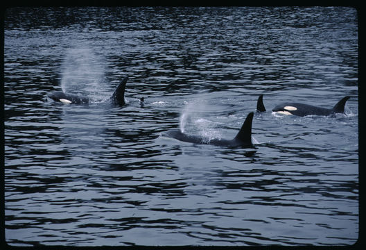 Image of Orca