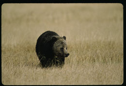 Image of grizzly bear