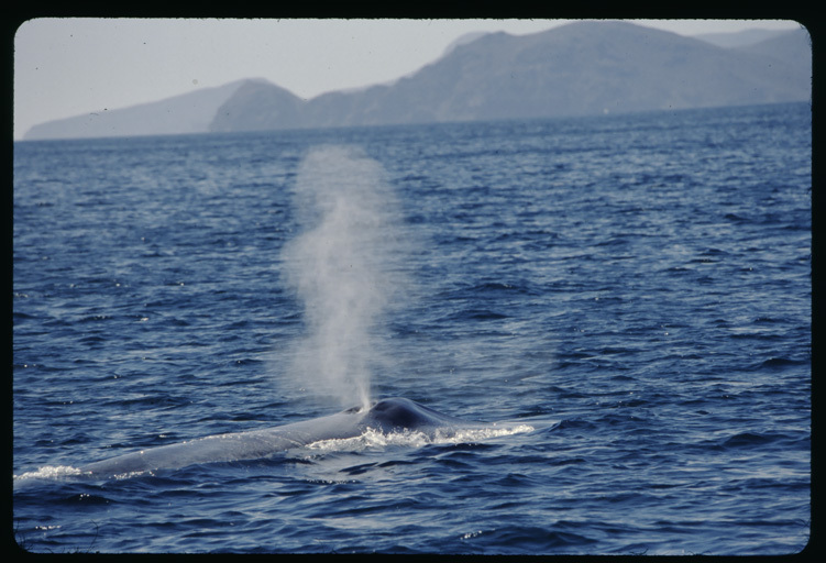 Image of Pygmy Blue Whale