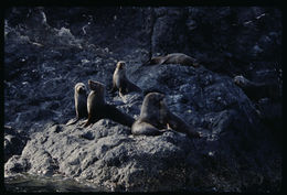 Image of Guadalupe fur seal
