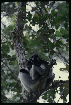 Imagem de Indri indri (Gmelin 1788)