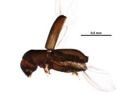 Image of Xyleborinus