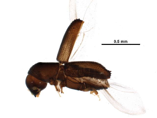 Image of Xyleborinus