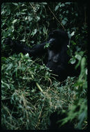 Image of Mountain Gorilla