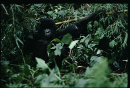 Sivun Gorilla beringei beringei Matschie 1903 kuva