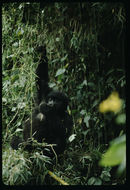 Image of Mountain Gorilla