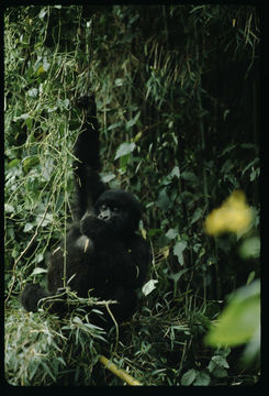 Imagem de Gorilla beringei beringei Matschie 1903