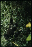 Sivun Gorilla beringei beringei Matschie 1903 kuva