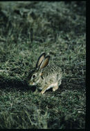 Image of Cape hare