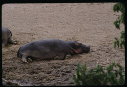 Image of Common Hippopotamus