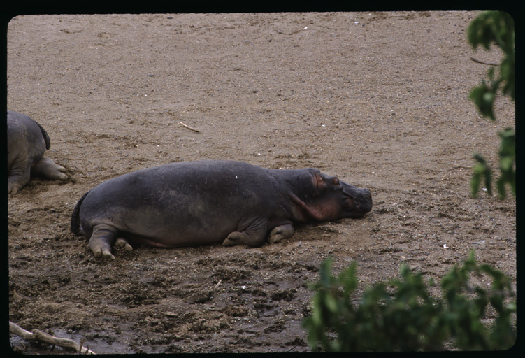 Image of Common Hippopotamus