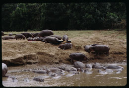 Image of Common Hippopotamus