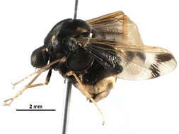 Image of Philopotinae