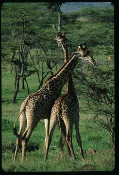 Plancia ëd <i>Giraffa camelopardalis tippelskirchi</i>