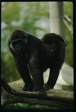 Image of Western Lowland Gorilla